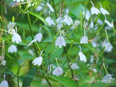 Rhinacanthus nasutus fullplant5.jpg